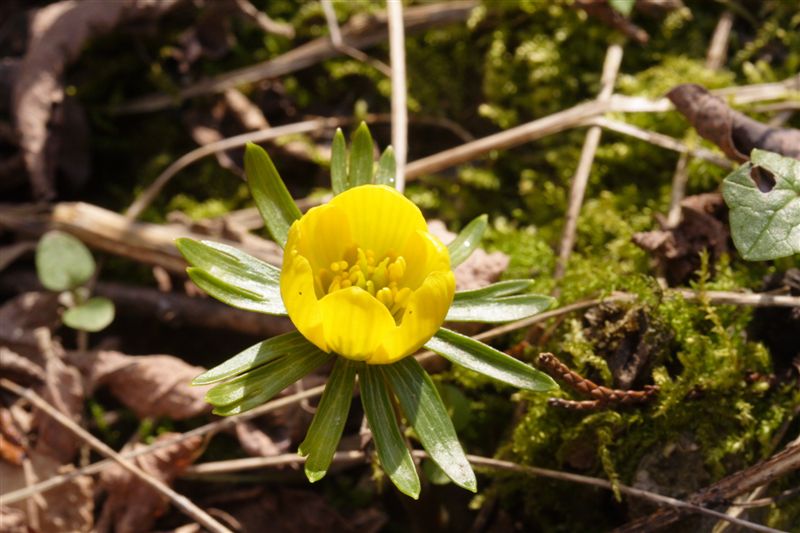 Eranthis hyemalis